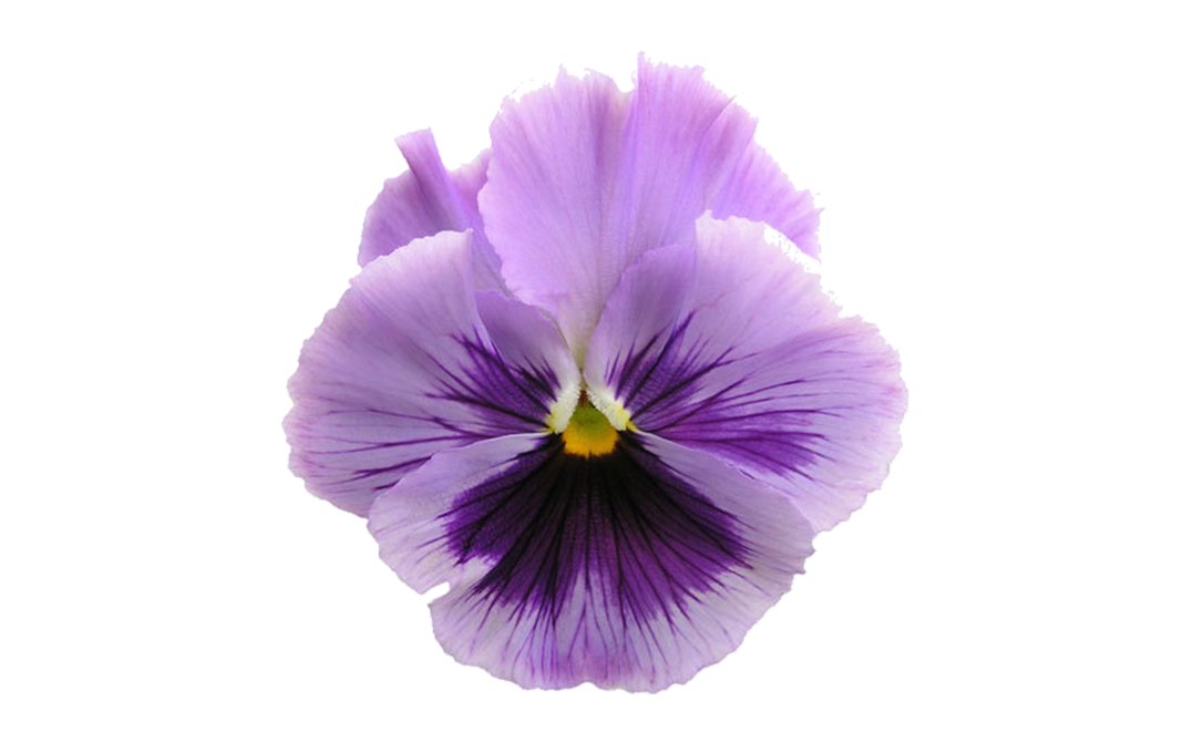 Simply Fresh Voila Flower    Box  10-15 pcs